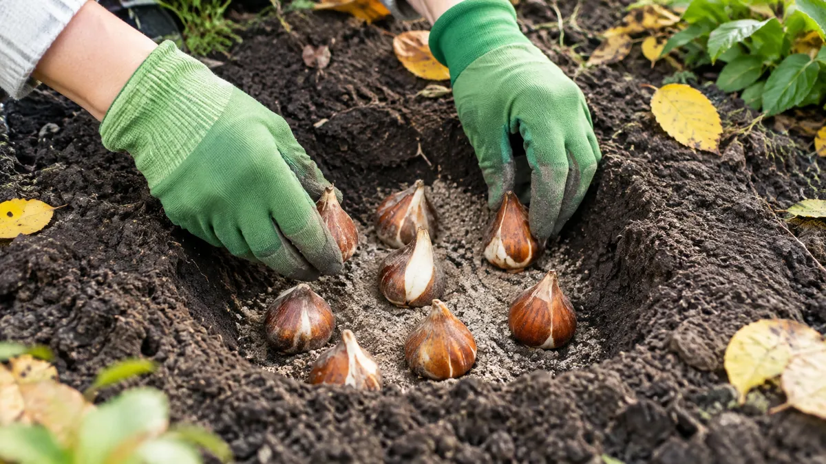 Hände in Gartenhandschuhen setzen Tulpenzwiebeln mit der Spitze nach oben in ein breites Pflanzloch mit Sand am Boden