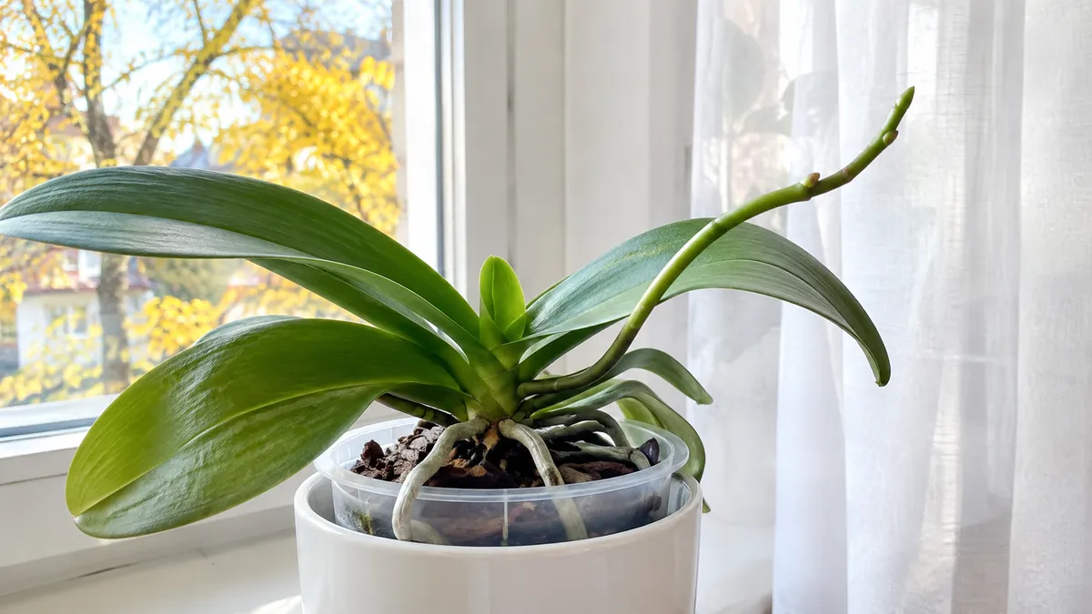 Orchidee ohne Blüten mit jungem grünem Blütentrieb in einem durchsichtigen Topf auf einer hellen Fensterbank