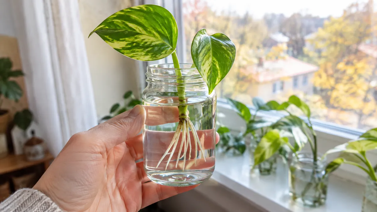 Hand hält ein Glas mit einem Efeututen-Steckling ins Licht, am Knoten sind helle, feine Wurzeln zu sehen
